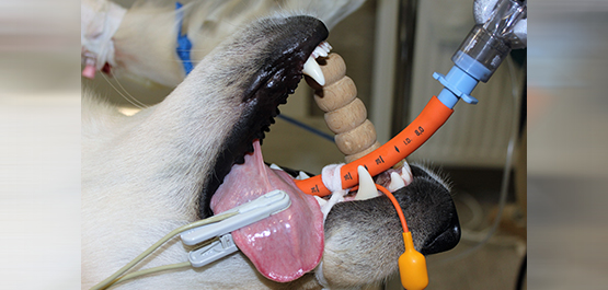 Anästhesie Fachtierarztpraxis Leistungen - Anästhesie