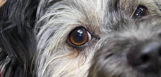 Vorsorgeuntersuchungen / Geriatrie Fachtierarztpraxis Leistungen - Augenerkrankungen