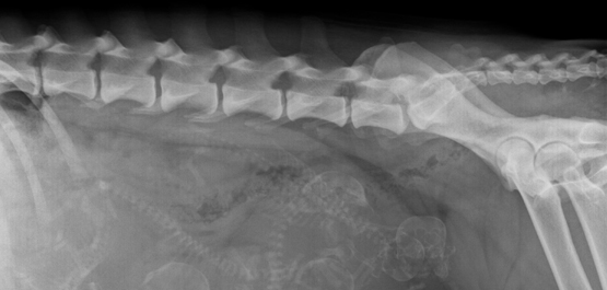 Bildgebende Diagnostik Fachtierarztpraxis Leistungen - Reproduktionsmedizin