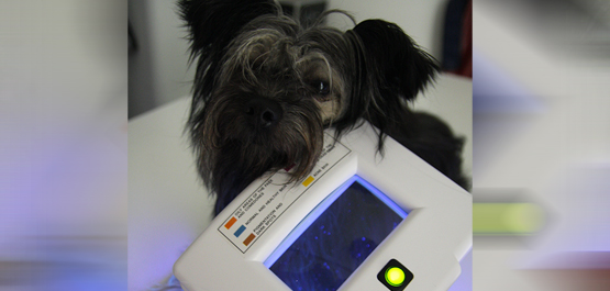 Heimtiermedizin Fachtierarztpraxis Leistungen - Dermatologie