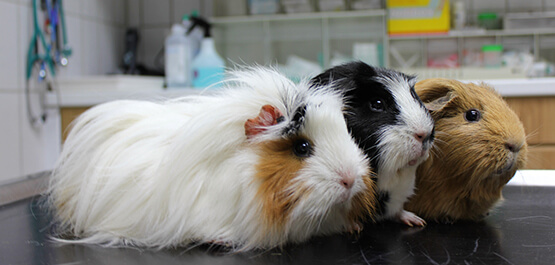 Heimtiermedizin Fachtierarztpraxis Leistungen - Heimtiermedizin