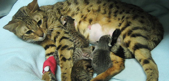 Gynäkologie, Andrologie und Reproduktionsmedizin Fachtierarztpraxis Leistungen - Reproduktionsmedizin