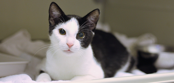 Labordiagnostik Fachtierarztpraxis Leistungen - Tagesstationäre Betreuung