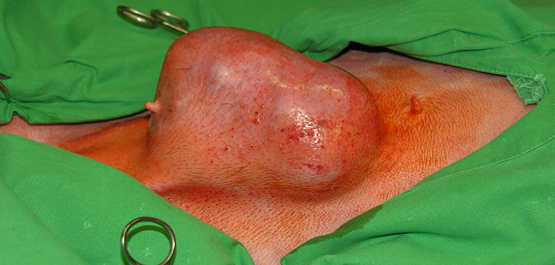 Tumordiagnostik Fachtierarztpraxis Leistungen - Reproduktionsmedizin